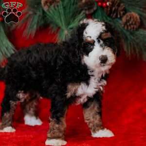 Berti, Mini Bernedoodle Puppy